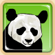 Le panda géant